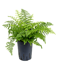 Delicate Birds Nest Fern Asplenium dimorphum 'Parvati' Indoor House Plants