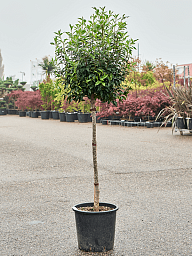 Lush Portugal Laurel Prunus lusitanica 'Angustifolia' Outdoor Plants