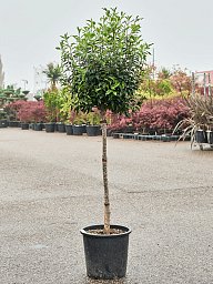 Lush Portugal Laurel Prunus lusitanica 'Angustifolia' Outdoor Plants