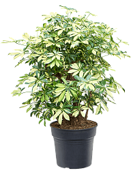 Colorful Umbrella Tree Schefflera arboricola 'Trinette' Indoor House Plants