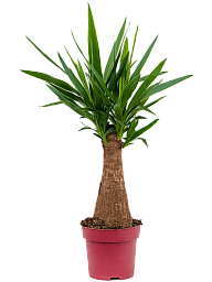 Insta-friendly Spineless Yucca elephantipes Tall Indoor House Plants Trees