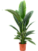 Lush Peace Lily Spathiphyllum 'Sensation' Indoor House Plants