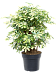 Colorful Umbrella Tree Schefflera arboricola 'Trinette' Indoor House Plants