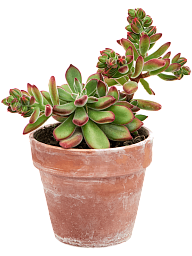 Easy-Care Chenille Plant Echeveria 'Pulvinata' Indoor House Plants