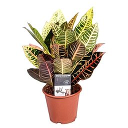 Colorful Croton (Codiaeum) variegatum 'Petra' Indoor House Plants