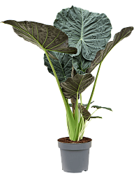 Lush Elephant Ear Alocasia 'Regal Shields' Indoor House Plants