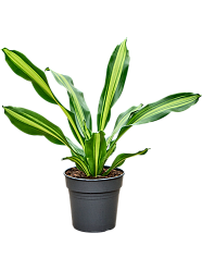 Trendy Corn Plant Dracaena fragrans 'Burley' Tall Indoor House Plants Trees