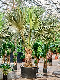 Lush Bismark Palm Bismarckia nobilis (300-400) Tall Indoor House Plants Trees