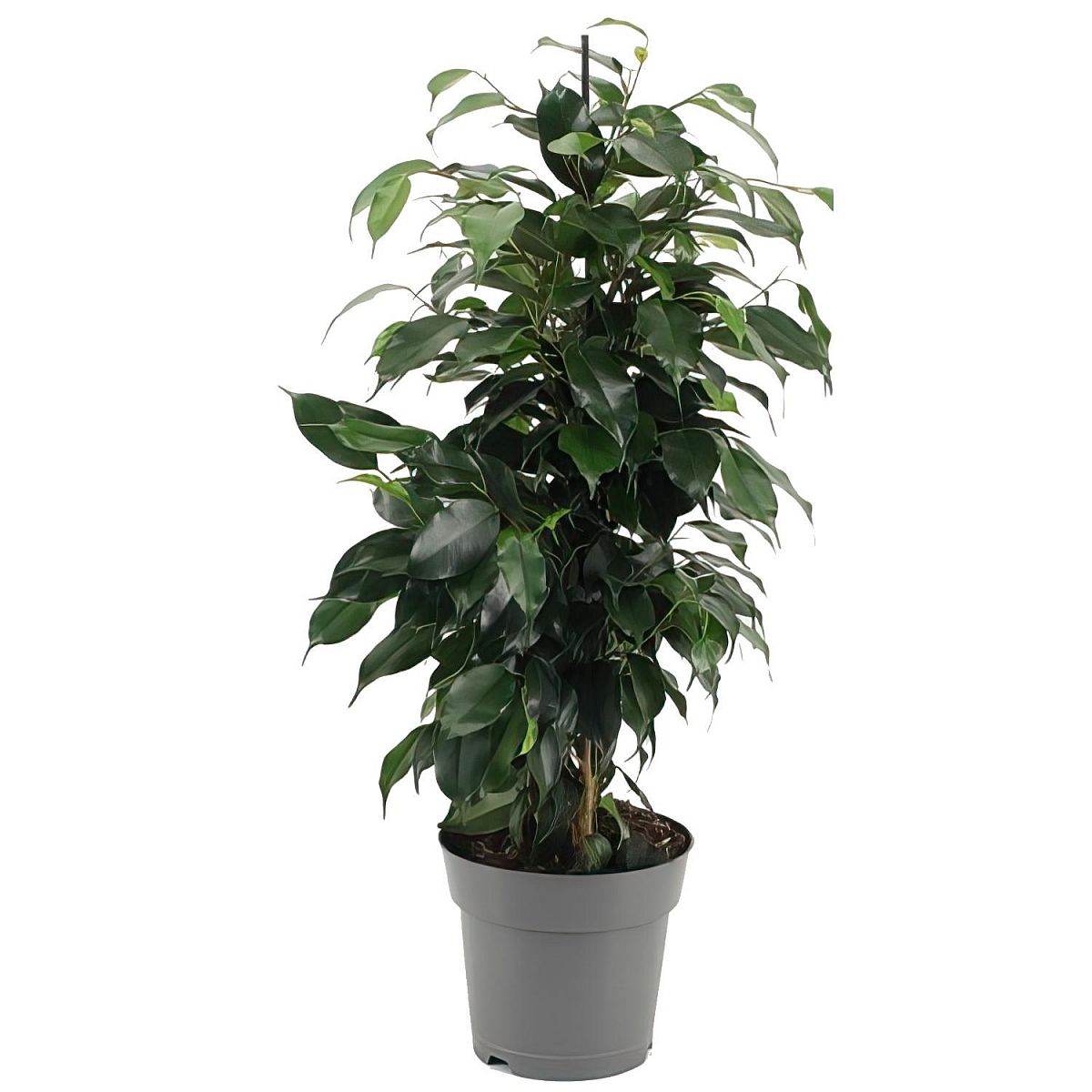 Lush Weeping Fig Weeping Fig Indoor House Plants