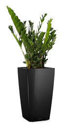 Zamioculcas Zamiifolia in LECHUZA CUBICO Self-watering Planter, Total Height 125 cm