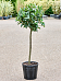 Lush Bay Tree Laurus nobilis