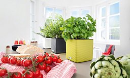 LECHUZA CUBE Color Square Poly Resin Indoor Self-watering Planter Set