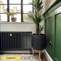 Insta-friendly Spineless Yucca elephantipes Tall Indoor House Plants Trees