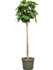 Lush Umbrella Fig Ficus umbellata Tall Indoor House Plants Trees