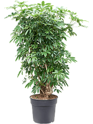 Easy-Care Umbrella Tree Schefflera arboricola 'Compacta' Tall Indoor House Plants Trees