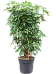 Easy-Care Umbrella Tree Schefflera arboricola 'Compacta' Tall Indoor House Plants Trees