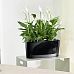 Blooming Spathiphyllum Sweet Chico in LECHUZA DELTA Self-watering Planter, Total Height 50 cm