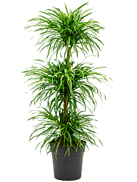Graceful Pleomele (Dracaena) 'Anita' Tall Indoor House Plants Trees