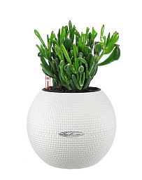 Crassula Ovata Hobbit Money Plant in LECHUZA-PURO Self-watering Planter, Total Height 30 cm