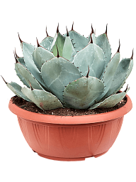 Easy-Care Artichoke Agave parryi 'Truncata' Indoor House Plants