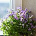 Blooming Campanula Set in 2 LECHUZA-PURO Self-watering Planters, Total Height 30 cm