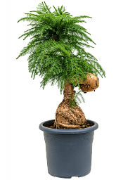 Graceful Norfolk Island Pine Graceful Norfolk Island Pine Araucaria cunninghamii Tall Indoor House Plants Trees