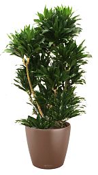 Dracaena Fragrans Compacta in LECHUZA CLASSICO Color Self-watering Planter, Total Height 110 cm