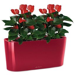 Blooming Anthurium Andraeanum Scarlet in LECHUZA DELTA Self-watering Planter, Total Height 45 cm