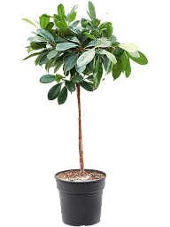 Lush African Fig Ficus cyathistipula Indoor House Plants