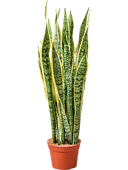 Elegant Snake Plant Sansevieria trifasciata 'Laurentii' Indoor House Plants