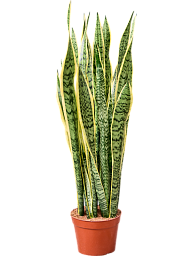 Elegant Snake Plant Sansevieria trifasciata 'Laurentii' Indoor House Plants