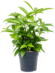 Easy-Care Spotted Gold Dust Dracaena surculosa Indoor House Plants