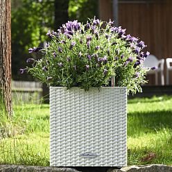 LECHUZA CUBE Cottage Square Poly Resin Self-watering Planter