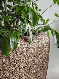 Naturescast Egg Planter | Indoor Plant Pot