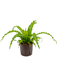 Fancy Birds Nest Fern Asplenium antiquum 'Osaka' Indoor House Plants