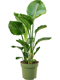 Tropical Bird of Paradise Strelitzia nicolai Indoor House Plants