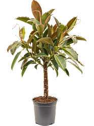 Lush Rubber Plant Ficus elastica 'Melany' Tall Indoor House Plants Trees