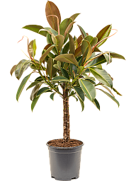 Lush Rubber Plant Ficus elastica 'Melany' Tall Indoor House Plants Trees