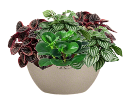 Peperomia in LECHUZA CUBETO Stone Self-watering Planter, Total Height 25 cm