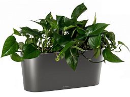 Golden Philodendron in LECHUZA DELTA Self-watering Planter, Total Height 40 cm