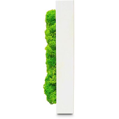 PREMIUM Moss Wall Art Artificial Moss Plant