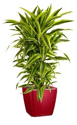Dracaena Fragrans Lemon Lime in LECHUZA QUADRO LS Self-watering Planter, Total Height 150 cm