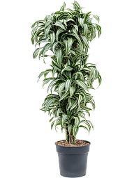 Colorful Corn Plant Dracaena fragrans 'Jade Jewel' Tall Indoor House Plants Trees