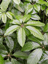 Cheerful Umbrella Tree Schefflera actinophylla 'Amate' Indoor House Plants