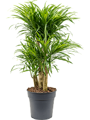 Graceful Dragon Tree Pleomele (Dracaena) 'Anita Variegata' Tall Indoor House Plants Trees