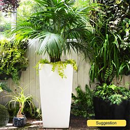 Lush Sentry Palm Kentia (Howea) forsteriana Indoor House Plants