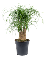 Tropical Ponytail Palm Beaucarnea recurvata Tall Indoor House Plants T...