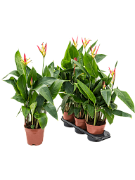 Photogenic Macaw Flower Heliconia 'Hawaii' Indoor House Plants