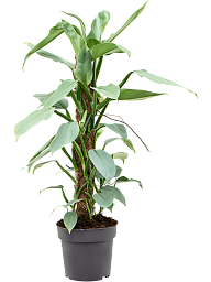 Lush Heart-Leaf Philodendron ‘Silver Queen’ Indoor House Plants