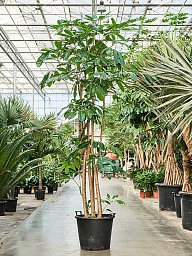 Cheerful Umbrella Tree Schefflera actinophylla 'Amate' Indoor House Plants